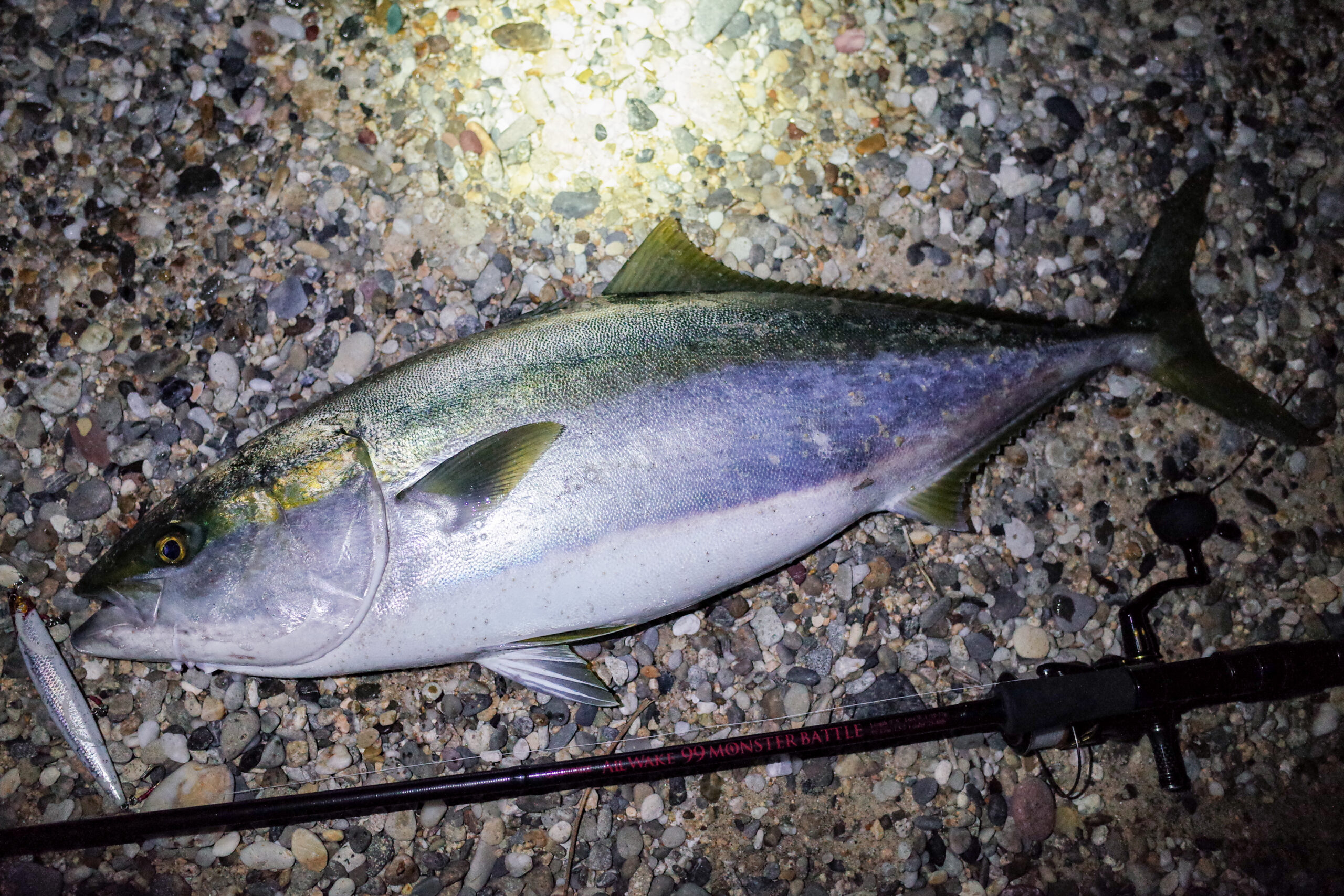 JUMPRIZE オールウェイク99モンスターバトルで【淡路島 寒鰤】 - AWAJI_SW